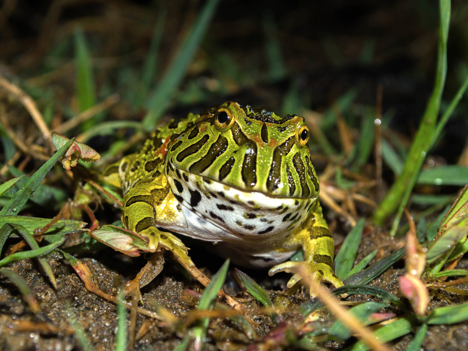Froglet   Ph Gabriela Agostini